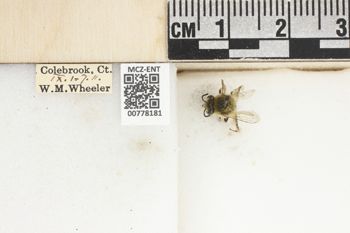 Media type: image;   Entomology 778181 Aspect: Labels